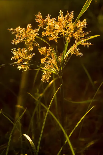 Güzel botanik fotoğrafı, doğal duvar kağıdı.