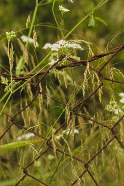 Güzel botanik fotoğrafı, doğal duvar kağıdı.