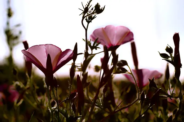 Bahçedeki güzel çiçekler