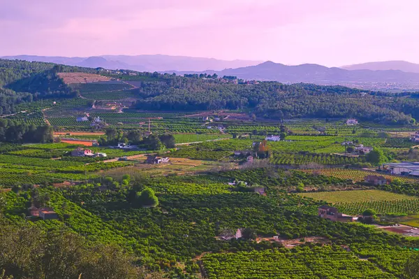 Dağlarda üzüm bağları