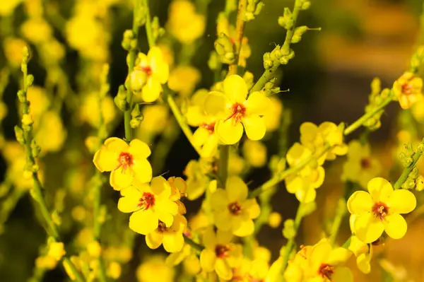 Sarı çiçekleri kapat.