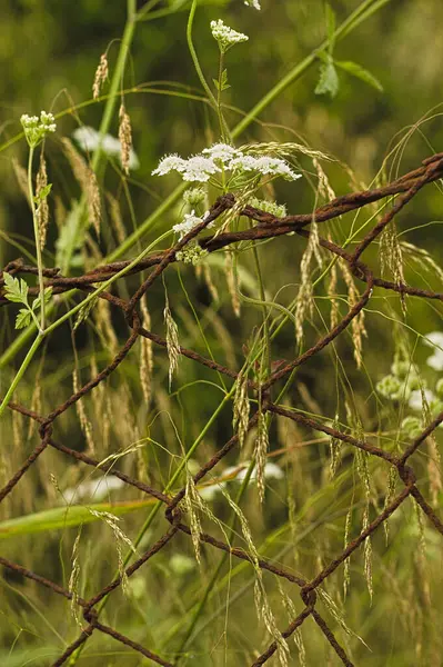 Güzel botanik fotoğrafı, doğal duvar kağıdı.