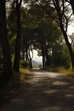 Yol ve yol olan güzel bir ağaç görüntüsü.