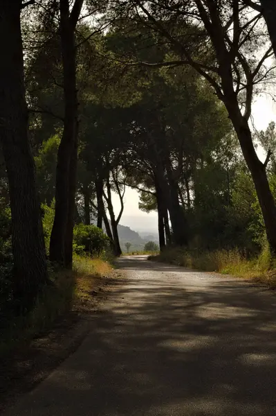 Yol ve yol olan güzel bir ağaç görüntüsü.