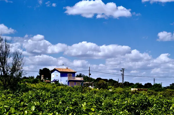 Güzel bir manzara Ağacı ve mavi gökyüzü