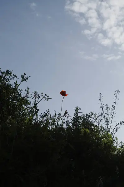 Güzel botanik fotoğrafı, doğal duvar kağıdı.