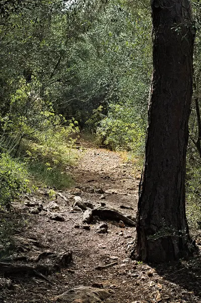 Ormanın içinde bir patika.