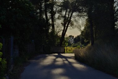 Ormanın ortasındaki patika.