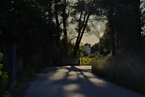 Ormanın ortasındaki patika.