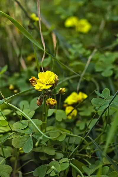 Bahçede yeşil yapraklar