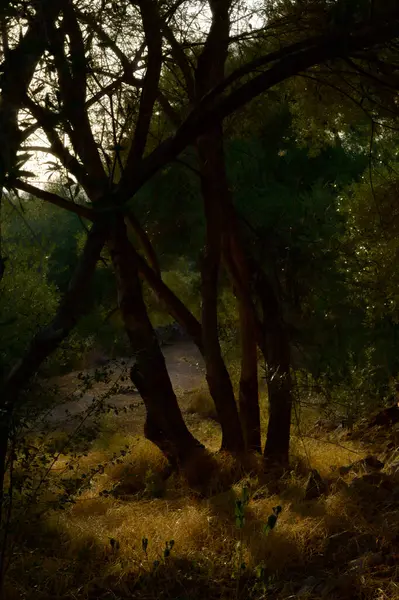 Ağaçlar ve yapraklarla dolu güzel sonbahar manzarası