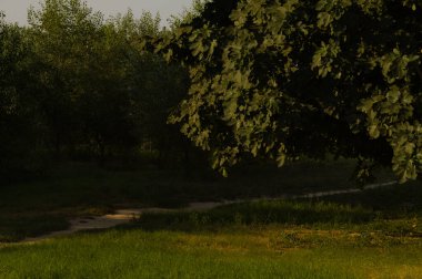 Nehir ve orman olan güzel bir manzara.