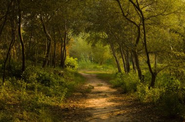 Gün batımında ormanda bir patika.