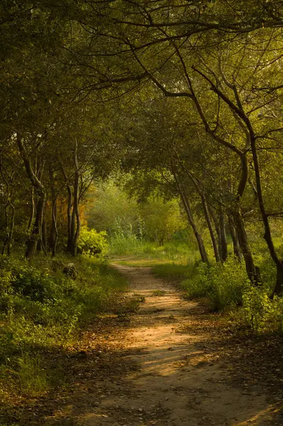 Ormandaki patikanın dikey görüntüsü.
