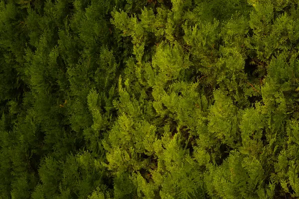 İspanya 'nın eski Carcaixent şehrinde bir sokak.