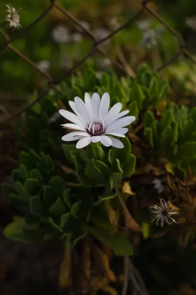 Bahçedeki güzel beyaz çiçek
