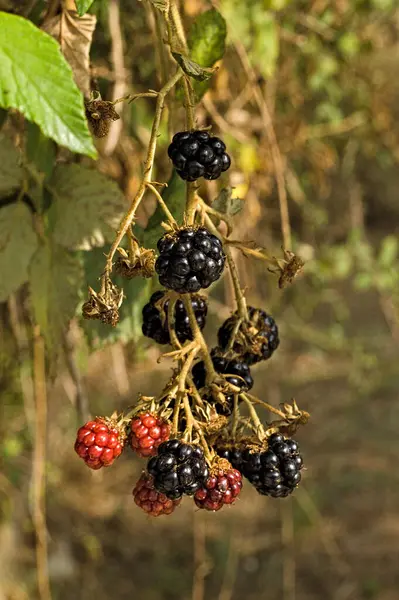 Bahçedeki ağaçta üzümlü frenk üzümü