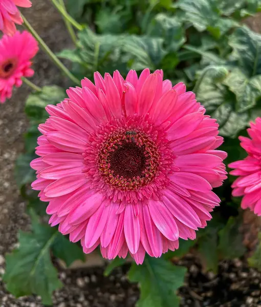 Göz kamaştırıcı bir pembe Gerbera çiçeği yeşil yapraklar arasında canlı bir şekilde açar. Detaylı yapraklarını ve karanlık merkezini gözler önüne serer. Doğa ve bahçe temaları için mükemmel, bu yakın çekim gerçek güzelliği yakalar..