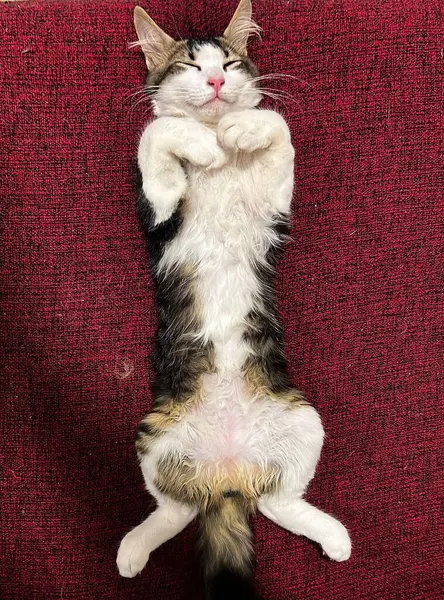 Sevimli bir kedi kırmızı bir kanepede sırtüstü yatar, pençelerini kaldırır ve gözleri gevşemek için kapanır. Yumuşak kürkü ve durgun duruşu onu evcil hayvan ve ev dekorasyonu teması, ışık saçan rahatlık ve cazibe için mükemmel kılıyor..