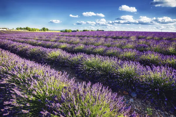 Provence (Fransa lavanta alanları)