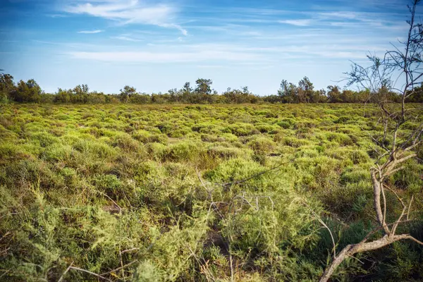 Temiz gökyüzünün altındaki kuru Camargue manzarası