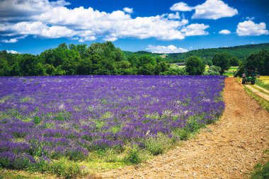 Provence (Fransa lavanta alanları)