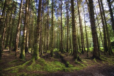 İskoçya 'da bir çam ormanı (İngiltere)
