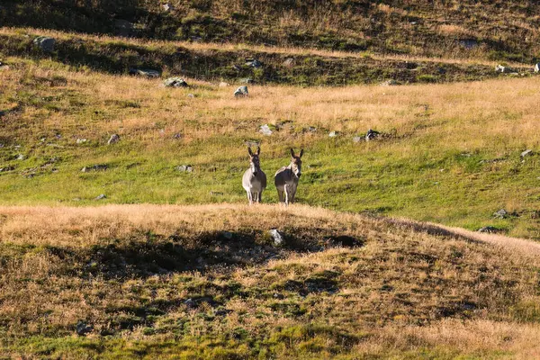 Dağda Eşek (Equus asinus) (Gran Paradiso Ulusal Parkı, İtalya)