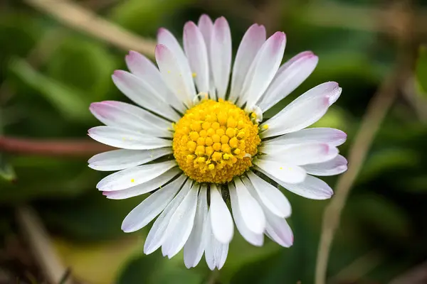 Yukarıdan bir papatya (Compositae ailesi)