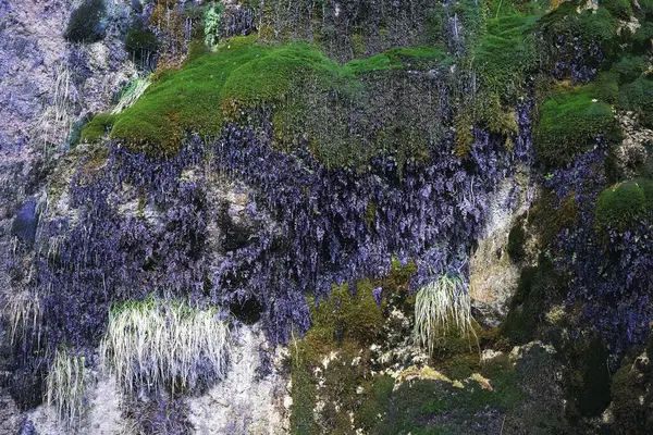 Alp şelalesinin altında bir grup yosun.