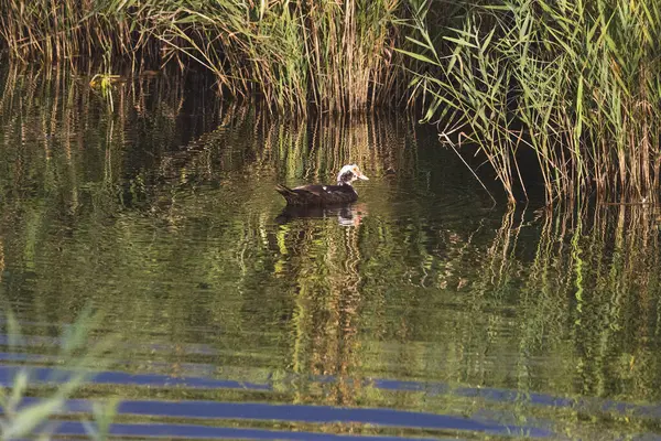 Göletteki çirkin ördek