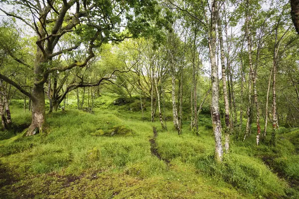İskoçya 'da bir çam ormanı (İngiltere)