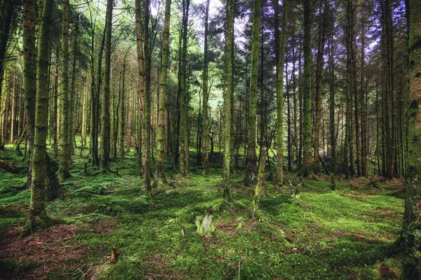 İskoçya 'da bir çam ormanı (İngiltere)