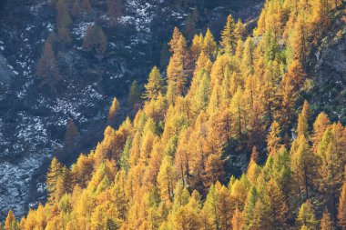 Avrupa tarlası (Larix desidua) ormanı