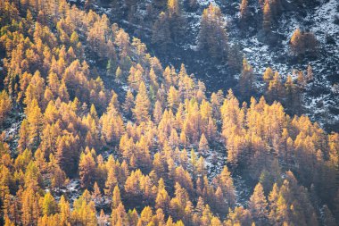 Avrupa tarlası (Larix desidua) ormanı
