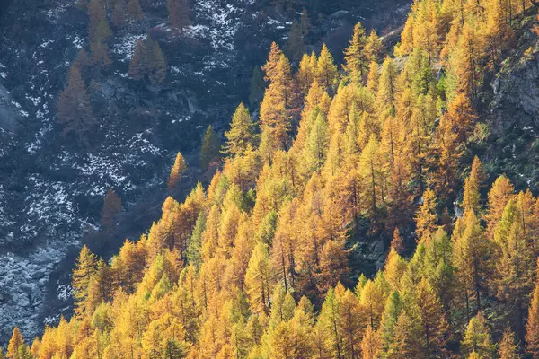 Avrupa tarlası (Larix desidua) ormanı