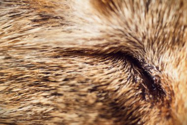 Kedimin gözü, makro.