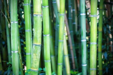 Bambu bitkileri ormanı, yeşil