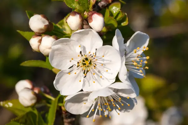 Baharda kiraz çiçeği