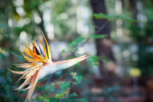 İnanılmaz cennet kuşu çiçek (Strelitzia sp.)
