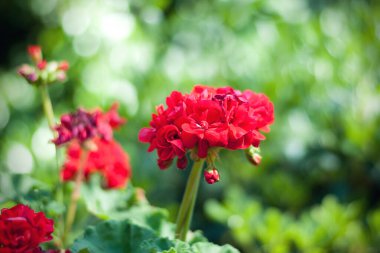 Bokeh 'le bahçedeki sardunya.