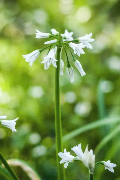 Bir Ramson tohumu (Allium ursinum)