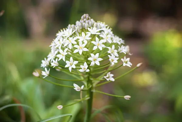 Bazı sarımsak türlerinin bitkisi (Allium sp.)