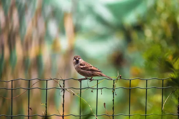 Serçe (Passer domesticus) 