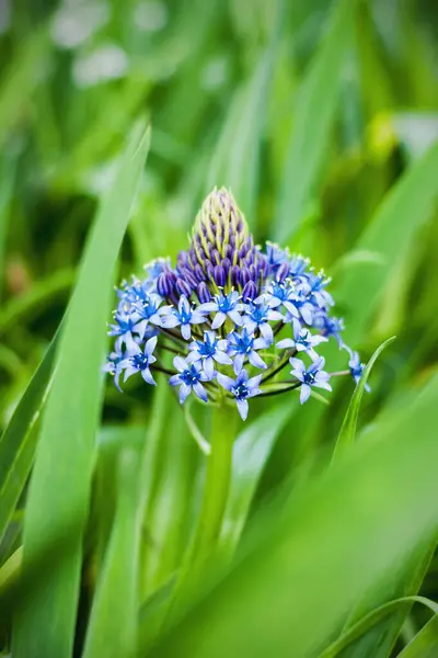 Pisa Botanik Bahçesi 'nde (İtalya)