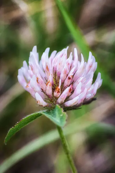 Bir kırmızı yonca (Trifolium pratense)