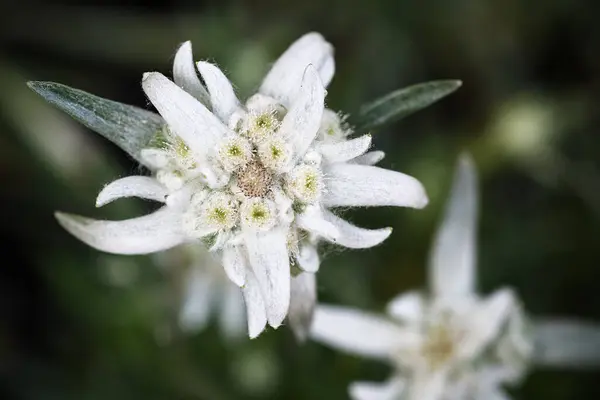edelweiss (Leontopodium nivale) yukarıdan görüldü