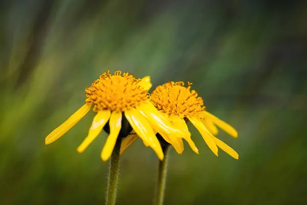 Kompozitae ailesinden iki çiçek.