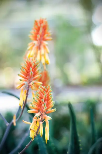Pisa botanik bahçesindeki zambak bitkisini ateşe verin.
