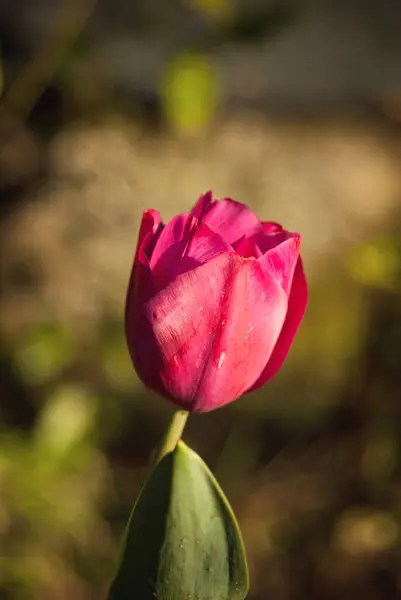 Bahçemde lale çiçeği